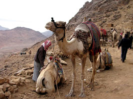 Feierabend für die Transport-Kamele und ihre Führer (Foto: Eichner-Ramm)