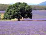 Nabowla Lavendel-Farm