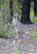 Im Nationalpark rund um den Bald Rock ist viel Wild auszumachen