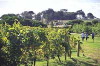 Die Margaret River Region ist bekannt für ihre Winzereien. Das Bild zeigt die Vasse Felix Winery bei Wilyabrup. (Foto: Tourism Western Australia)