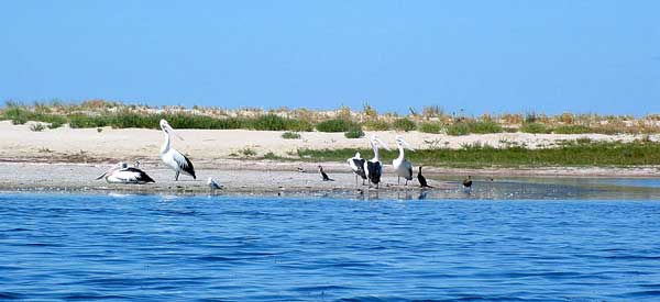 Pelikane am Strand von Dunsborough