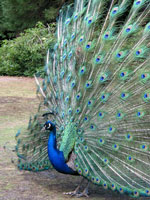 Pfau im Park am First Basin