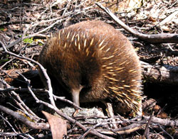 Begegnung im Nationalpark: Echidna