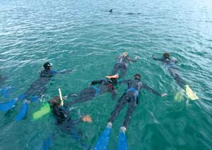 Schnorcheln mit Delfinen in Bunbury (Foto: Tourism Westernaustralia)