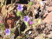 Selbst im Sommer findet man hübsche Blüten wie diese in den Flinders Ranges