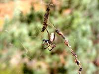 Das Netz dieser Spinne schimmert im Sonnenlicht wie ein Schleieraus Goldfäden