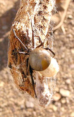 Gefährliche Begegnung: Redback Spider