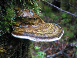 Pilz im Franklin-Gordon-Wild-Rivers-Nationalpark