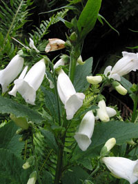 Blüte im Franklin-Gordon-Wild-Rivers-Nationalpark