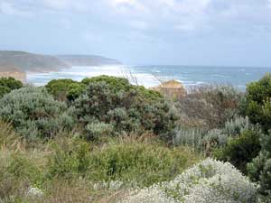 Die Vegetation entlang der Great Ocean Road hat sich dem rauen Klima angepasst