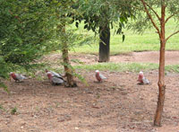 Pink Rosellas