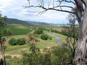 Weinanbau dominiert im oberen Hunter Valley die Landschaft