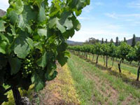 Zweitbekanntestes Weinbaugebiet Australiens: Hunter Valley