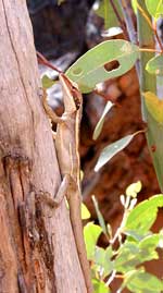 Einer der tierischen Bewohner der West MacDonnell Ranges