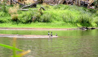 Vögel am Ellery Creek Big Hole