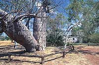 Bullita Station Homestead und Baobab-Baum im Gregory Nationalpark (Foto: NTTC)