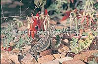 Alice Springs Desert Park: Lizard und Sturt Desert Pea (Foto: NTTC/Pelusey Photography)