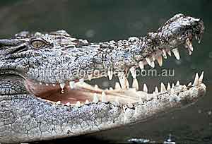 Gefürchteter Bewohner des Northern Territory: Krokodil (Foto: NTTC)