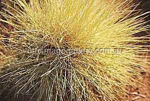 Typisch in Zentralaustralien: Spinnifex Gras (Foto: NTTC)