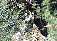 Short-eared Rock Wallaby (Foto: NTTC / Don Skirrow)