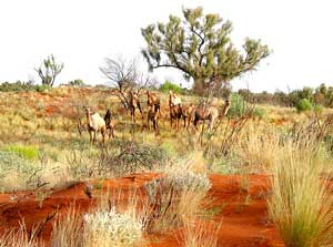 Wilde Kamele in der Wüstenlandschaft um den Watarrka Nationalpark
