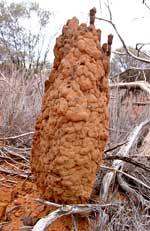 Termitenbau in der Umgebung des Watarrka Nationalparks