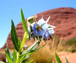 Blütenpracht nach Regen an den Kata Tjuta