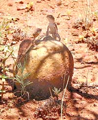 Echsen-Treffen auf einer Felsmurmel an den Kata Tjuta