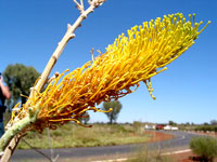 Blüte einer Honig-Grevillee an den Kata Tjuta