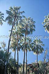 Urzeitpflanze: Livistonia Mariae Palme im Palm Valley (Foto: NTTC / Don Skirrow)