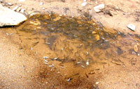 Kampf ums Überleben: Fische in einer Pfütze in der Redbank Gorge