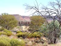 Mulga-Sträucher und mehr: Vergleichsweise üppige Vegetation im Red Centre