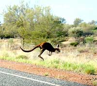 Känguru am Namatjira Drive