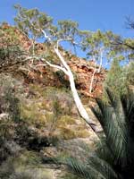 Ghost Gum in der Standley Chasm - nach den Geisterbäumen ist hier sogar ein Wanderweg benannt