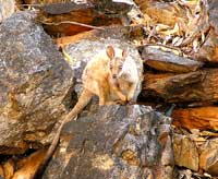 Felsenwallaby in der Standley Chasm