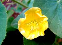 Blüte am Uluru