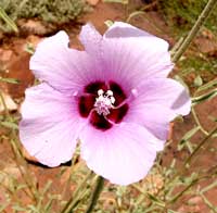 Staatsblume des Northern Territory: Sturts Desert Rose