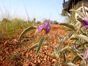 Die Wüste lebt: Blüte auf roter Erde