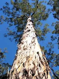 Baumriese in den Southern Forests