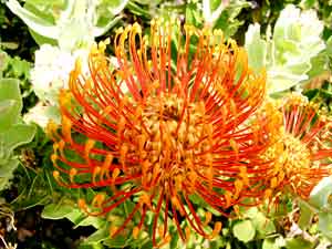 In den Southern Forests um Pemberton finden sich neben Bäumen auch wunderschöne Blüten. Hier eine Banksia