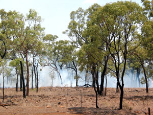 Buschfeuer in der Gulf Savannah Region