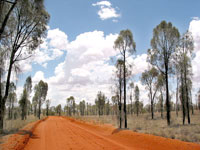 Zufahrt zum Rainbow Valley Conservation Reserve durch lichte Wäldchen von Wüsteneichen