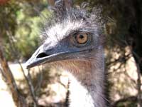 Emus hautnah: Gehege bei der Emu Ridge Eucalyptus Oil Distillery