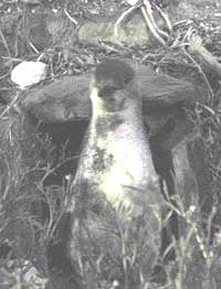 Junger Zwergpinguin vor seiner Höhle in Penneshaw