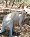 Weißes Känguru im Parndana Wildlife Park