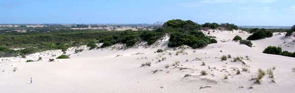 Little Sahara auf Kangaroo Island