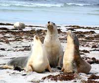 Seelöwen an der Seal Bay