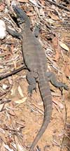 Besucher beim Picknick: ein etwa ein Meter langer Goanna