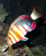 Riffbewohner zum Angucken auch für Nichttaucher gibt es im Reef HQ-Aquarium von Townsville