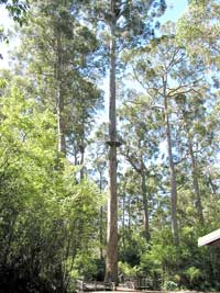 Dave Evans Bicentennial Tree im Warren Nationalpark